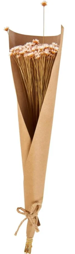 CASA ACTINO Fleurs Séchées Rose