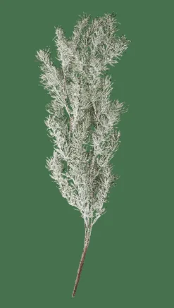 CASA CEDER Branche Décorative Vert