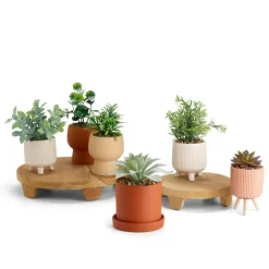 CASA CERA Plante Artificielle Diverses Couleurs