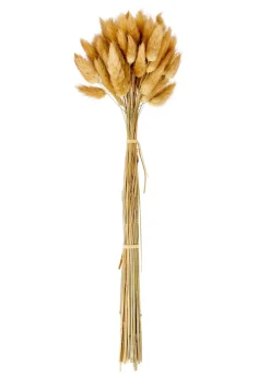 CASA DAMA J Dame-jeanne Brun