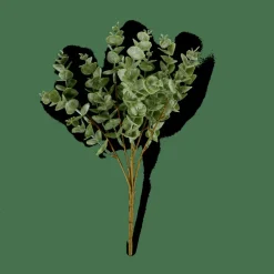CASA EUCALYPTUS Branche D'eucalyptus Vert