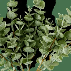 CASA EUCALYPTUS Branche D'eucalyptus Vert