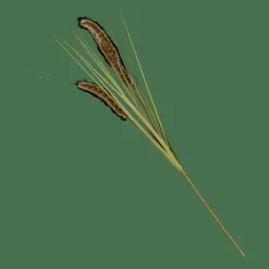 CASA GRASS Hampe De Roseau Vert