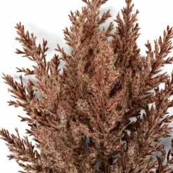 CASA LINDE Vase Brun Clair