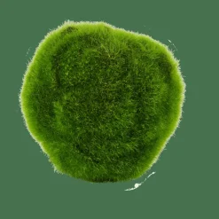 CASA MOSS Boule De Mousse Vert