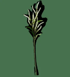 CASA OPHIO Branche Blanc