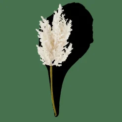 CASA PLUME Tige Blanc Cassé