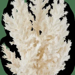 CASA PLUME Tige Blanc Cassé