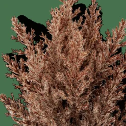 CASA PLUME Tige Panache Brun