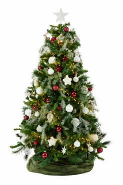 CASA STAR Décoration Séchée