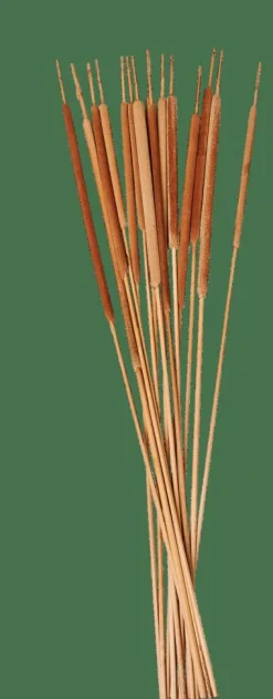 CASA TYPHA Hampes De Roseau Set De 15 Naturel