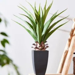 CASA VERA Aloe Vera Vert